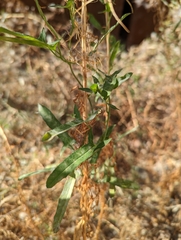 Calystegia macrostegia