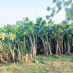 Montrichardia linifera