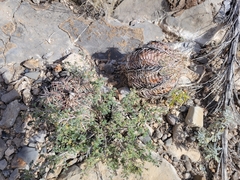 Echinocactus horizonthalonius