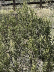 Juniperus monosperma