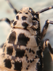 Erannis tiliaria