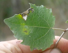 Populus alba