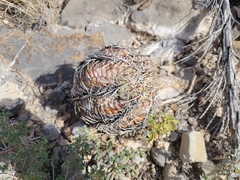 Echinocactus horizonthalonius