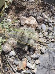 Escobaria tuberculosa