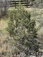 Juniperus monosperma