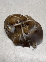 Agaricomycetidae