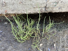 Salicornia