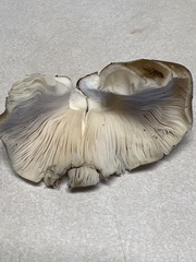 Agaricomycetidae