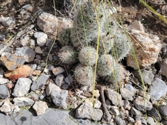 Escobaria tuberculosa