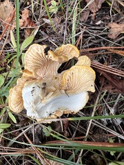 Cantharellus cascadensis