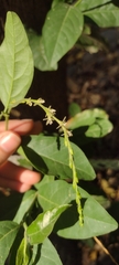 Petiveria alliacea