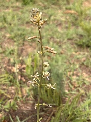 Drimia elata