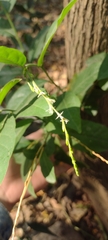 Petiveria alliacea