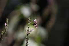 Thespieus aspernatus