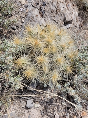 Echinocereus stramineus