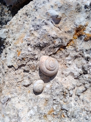 Sphincterochila candidissima