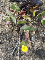 Aspalathus perforata