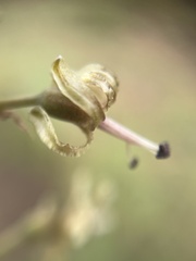 Drimia elata