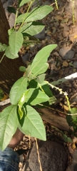 Petiveria alliacea