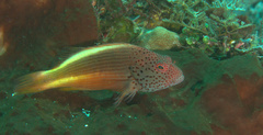 Paracirrhites forsteri