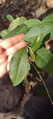 Petiveria alliacea