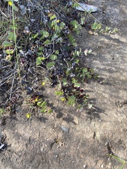 Aspalathus perforata