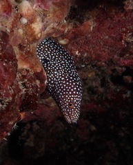 Gymnothorax meleagris