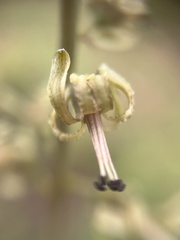 Drimia elata