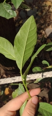 Petiveria alliacea
