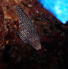 Gymnothorax meleagris