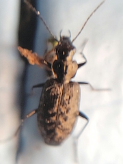 Sericoda quadripunctata
