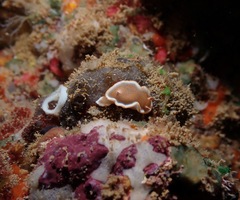Glossodoris rufomarginata