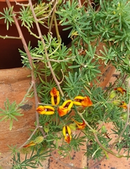 Lotus berthelotii