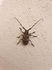 Mesosa curculionoides