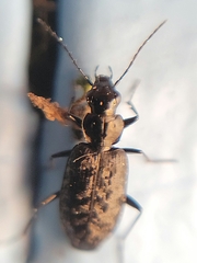 Sericoda quadripunctata