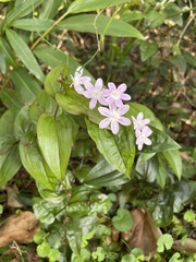 Tripladenia cunninghamii
