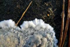 Coniophora puteana