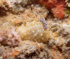 Halgerda terramtuentis