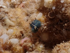 Porifera