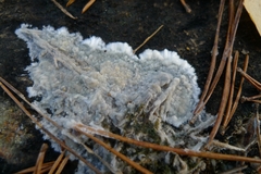 Coniophora puteana