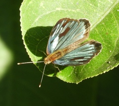 Dynamine postverta mexicana