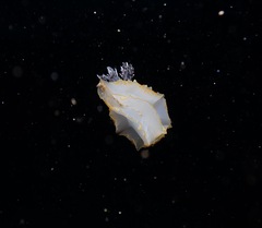 Halgerda terramtuentis