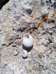 Sphincterochila candidissima