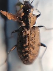 Sericoda quadripunctata