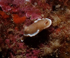 Glossodoris rufomarginata