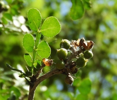 Zanthoxylum fagara