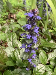 Ajuga