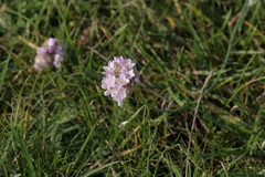 Armeria maritima