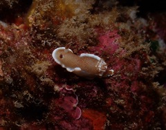 Glossodoris rufomarginata