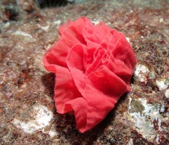 Hexabranchus sanguineus